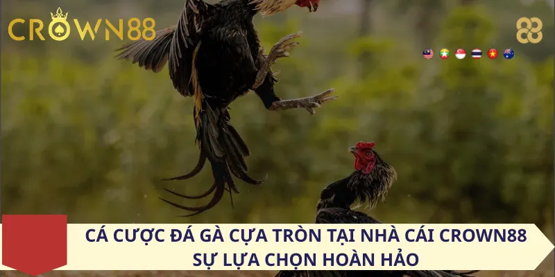 Cá Cược Đá Gà Cựa Tròn Tại Nhà Cái Crown88 – Sự Lựa Chọn Hoàn Hảo