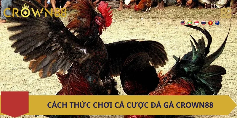 Cách Thức Chơi Cá Cược Đá Gà Crown88