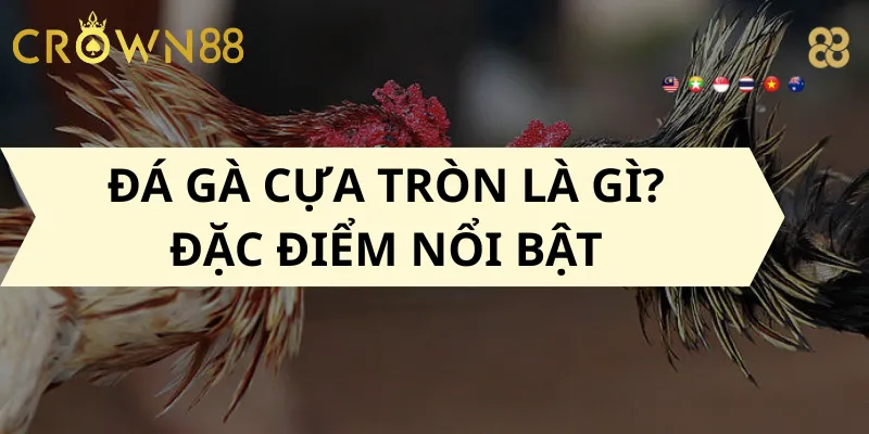 Đá Gà Cựa Tròn Là Gì? Đặc Điểm Nổi Bật