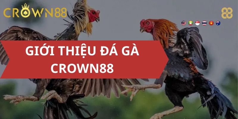 Giới Thiệu Đá Gà Crown88