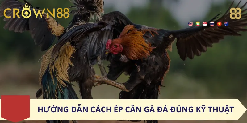 Hướng Dẫn Cách Ép Cân Gà Đá Đúng Kỹ Thuật