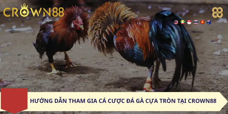Hướng Dẫn Tham Gia Cá Cược Đá Gà Cựa Tròn Tại Crown88