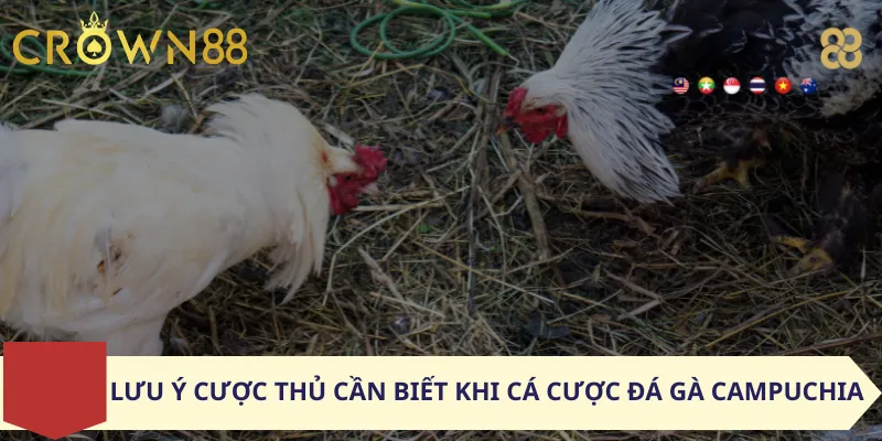 Lưu Ý Cược Thủ Cần Biết Khi Cá Cược Đá Gà Campuchia