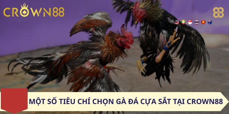 Một số tiêu chí chọn gà đá cựa sắt tại Crown88