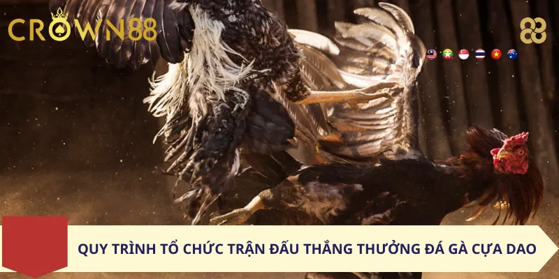 Quy Trình Tổ Chức Trận Đấu Thắng thưởng Đá Gà Cựa Dao