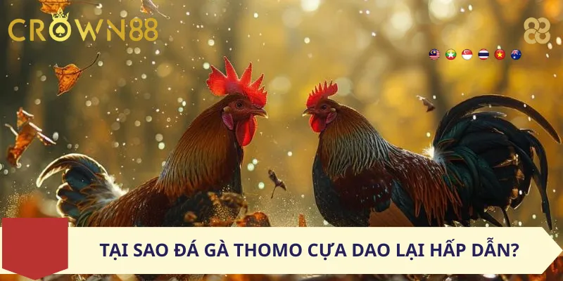 Tại Sao Đá Gà Thomo Cựa Dao Lại Hấp Dẫn?
