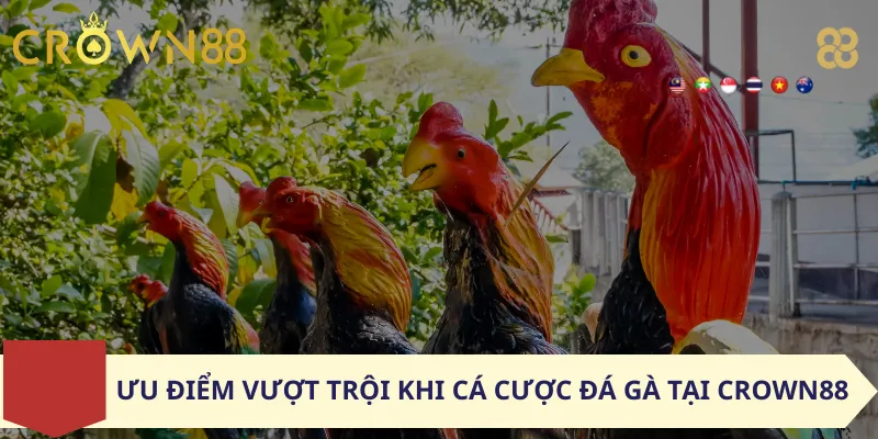Ưu điểm vượt trội khi cá cược đá gà tại Crown88
